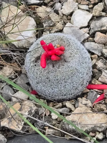 Pingpong-ball Cactus