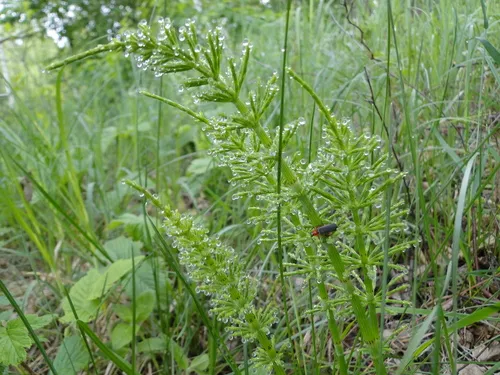 Field Horsetail