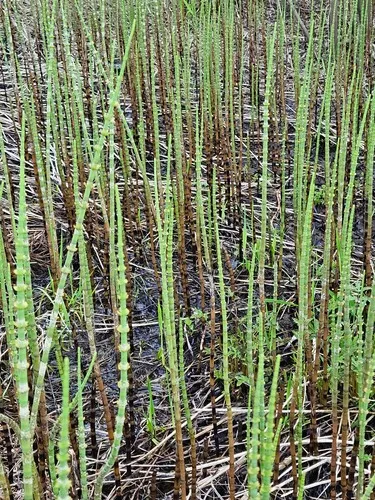 Water Horsetail