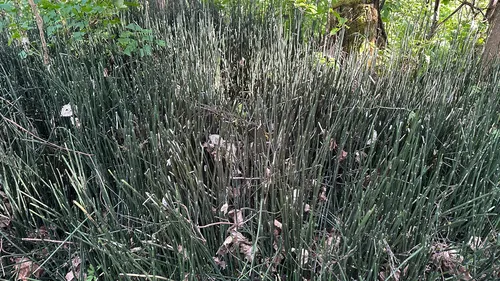 Scouringrush Horsetail