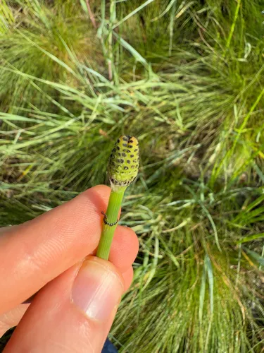 Smooth Horsetail — photo by Jared Lincenberg