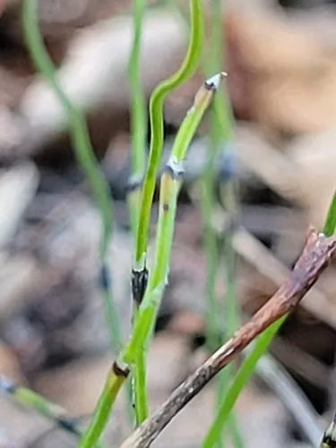 Dwarf Scouringrush