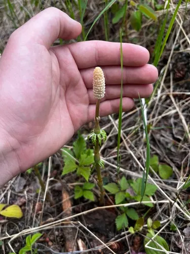 Woodland Horsetail — photo by Alex Baxter