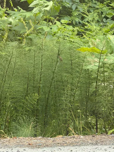 Giant Horsetail