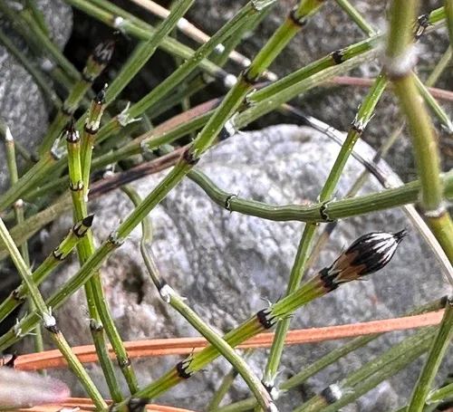 Variegated Scouringrush — photo by E. A.