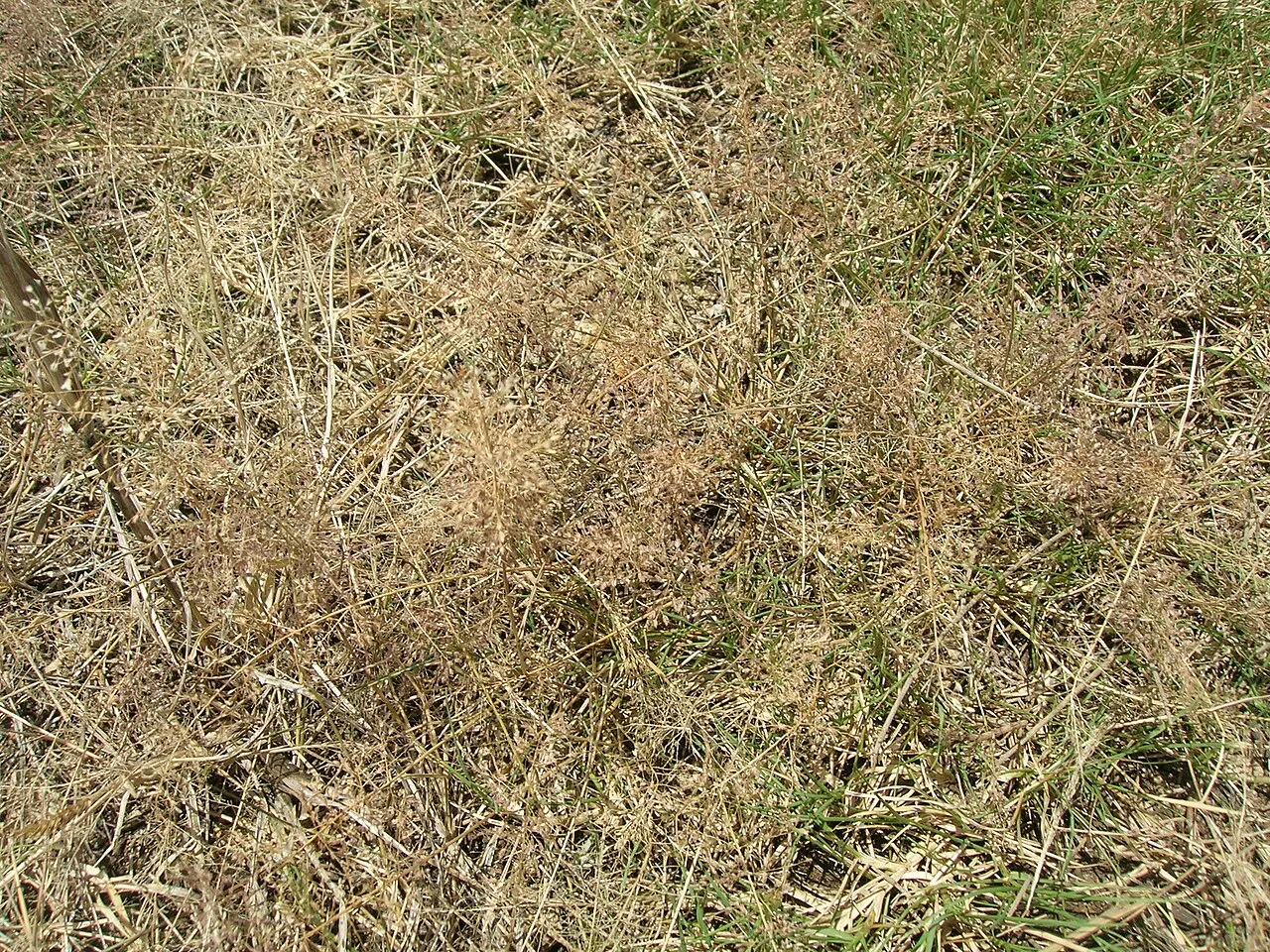 Japanese Lovegrass