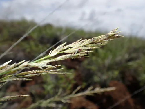 Hardstem Lovegrass — photo by Jason Bio Flor