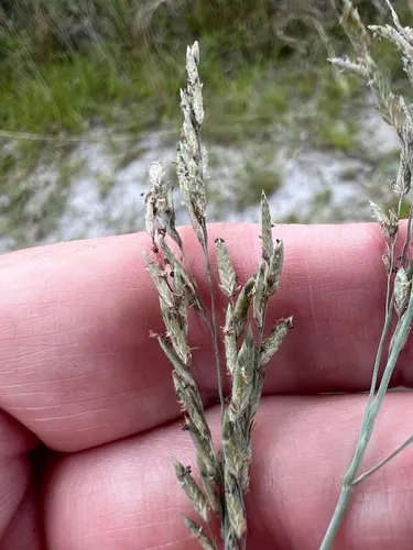 Thalia Lovegrass — photo by James K. Wetterer