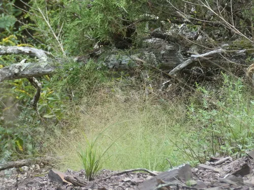 Lace Grass — photo by forestseasons