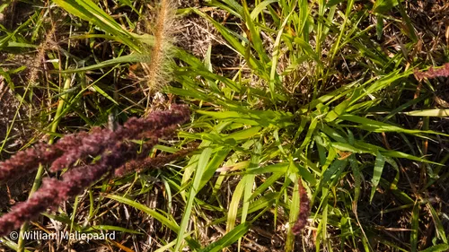 Gophertail Lovegrass — photo by William Maliepaard