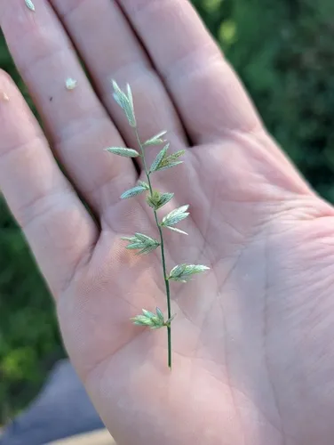 Cuming's Lovegrass — photo by maxark