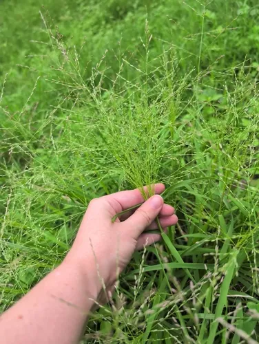 Gummy Lovegrass