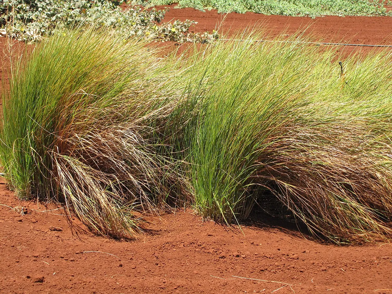 Pacific Lovegrass — photo by Forest and Kim Starr