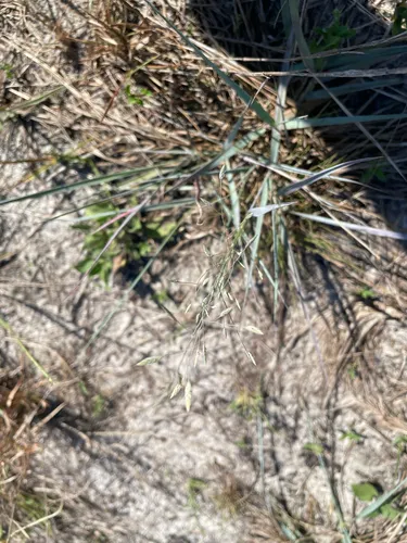Field Lovegrass