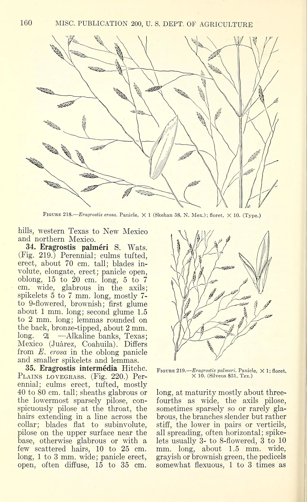 Chihuahuan Lovegrass