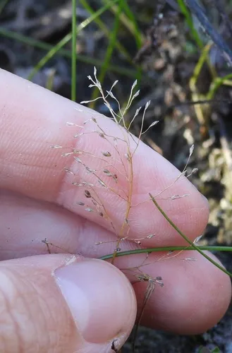 Sandbar Lovegrass — photo by Siler Russ