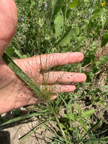 Plains Lovegrass — photo by Alex Davila