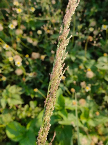 Pond Lovegrass — photo by SONU KUMAR