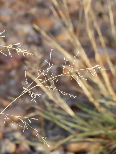 Lehmann Lovegrass — photo by rolandwirth