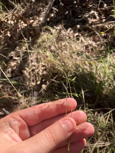 Australian Lovegrass — photo by patrickcoleman