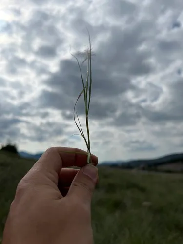 Mourning Lovegrass — photo by Diego