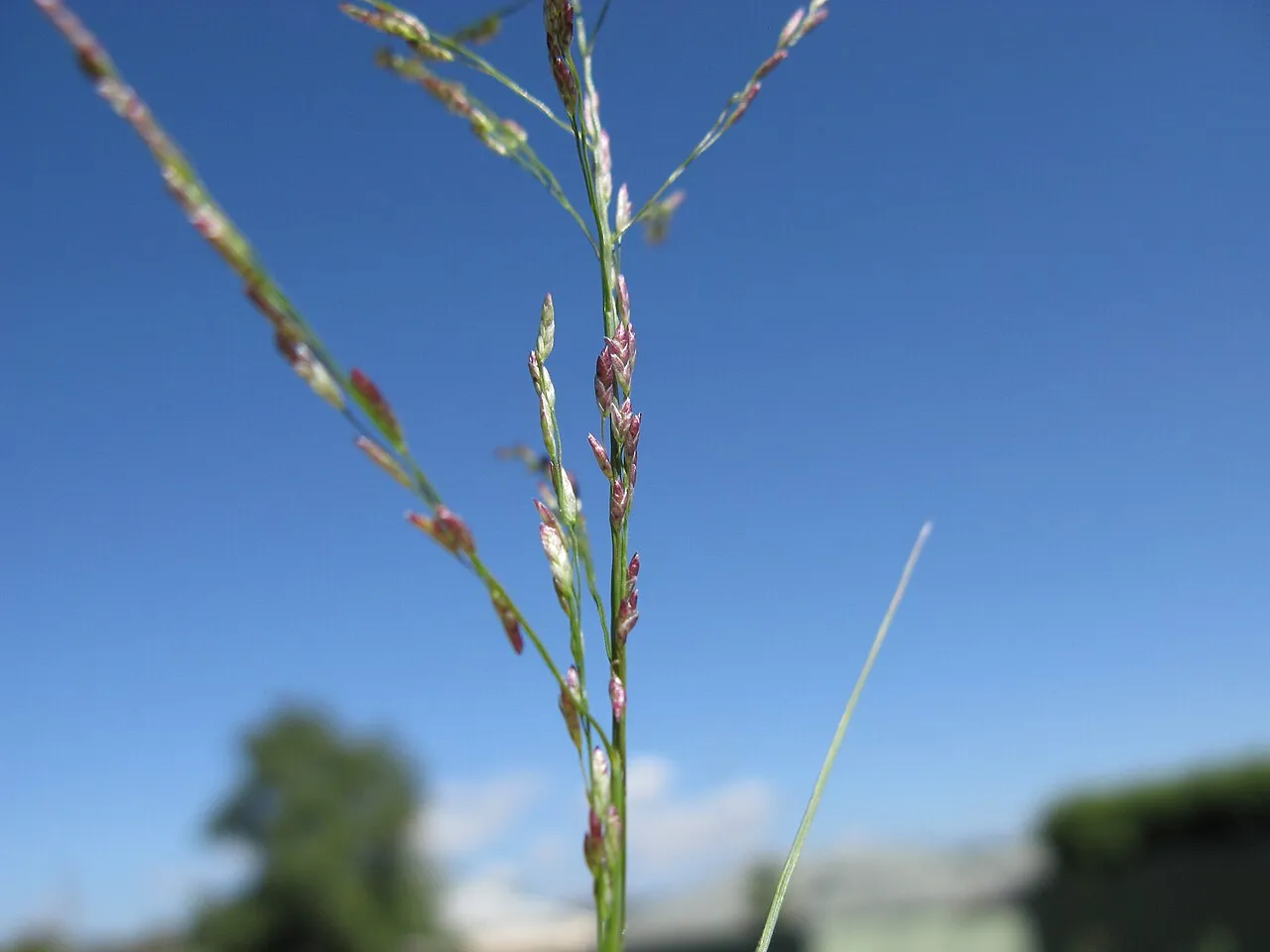 Mexican Lovegrass