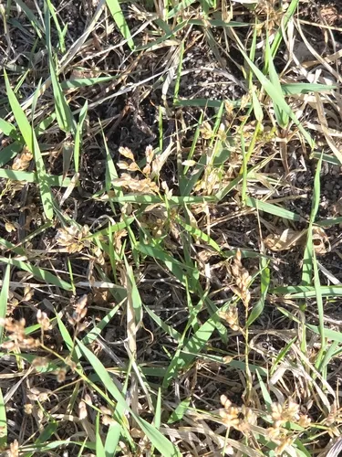 Little Lovegrass — photo by Mackenzie Goldthwait