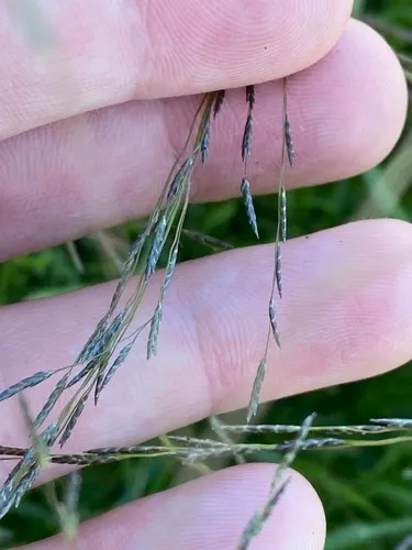 Smallflower Lovegrass — photo by Ciaran Ernst-Russell