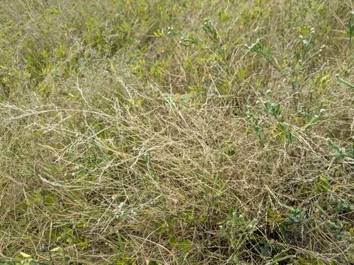 Tufted Lovegrass