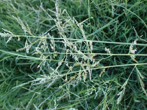 South African Lovegrass — photo by David Hoare