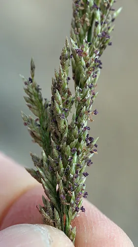 Dominican Lovegrass
