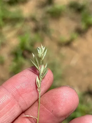 Red Lovegrass (subsp. oxylepis) — photo by Sam Kieschnick