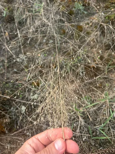 Purple Lovegrass — photo by Jeff Steele