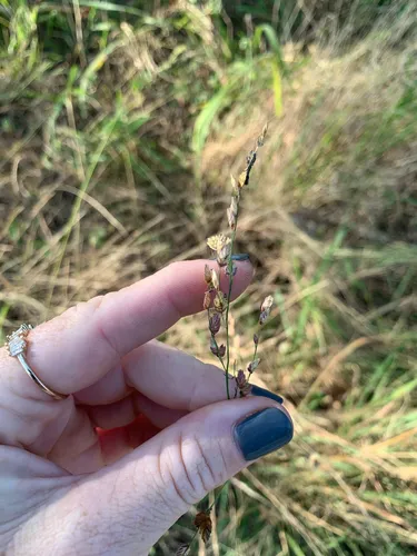 Wilman Lovegrass — photo by wendy_panaino