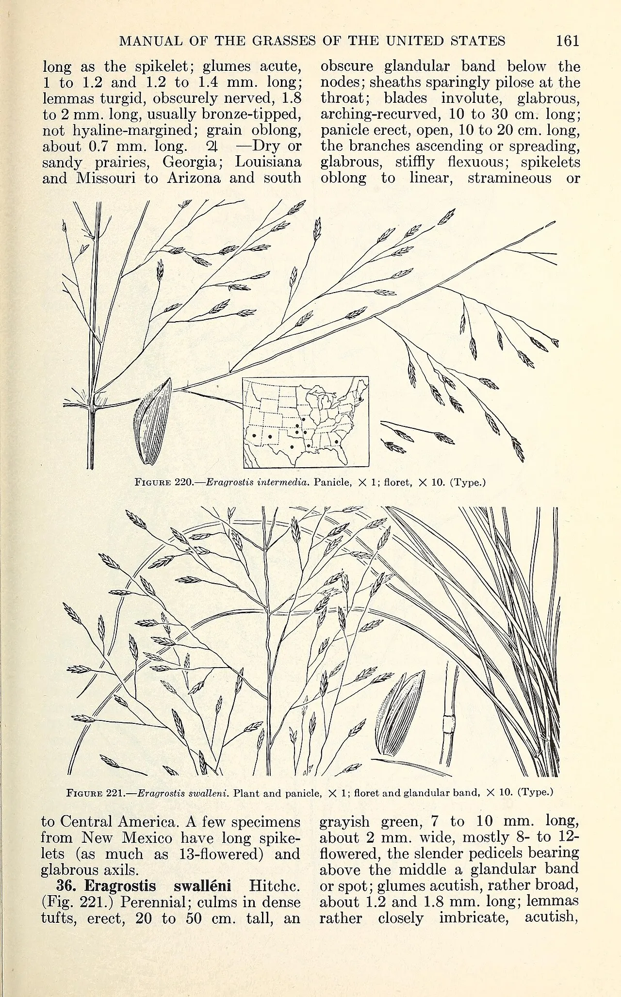 Swallen's Lovegrass — photo by Chase, Agnes; Hitchcock, A. S.