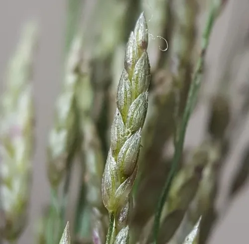 Teff — photo by François Rousseu