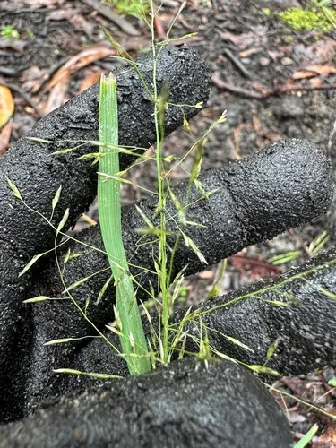 Elastic Grass — photo by annabelle_lidster