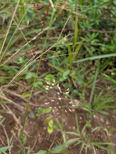 Chinese Lovegrass — photo by luzluz