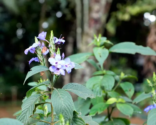 Blue-sage — photo by Paula Romano