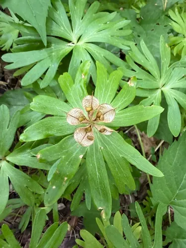 Winter Aconite — photo by Oleander Morrill