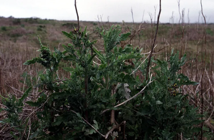 Cutleaf Burnweed