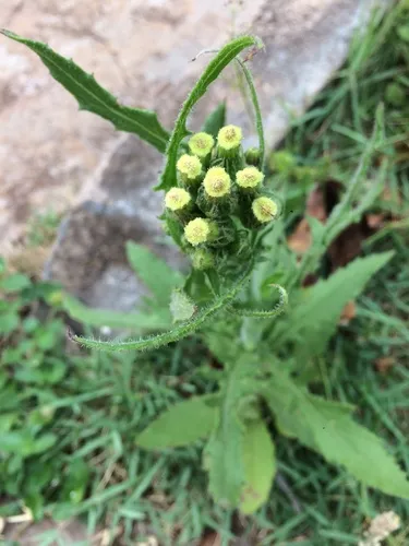 American Burnweed