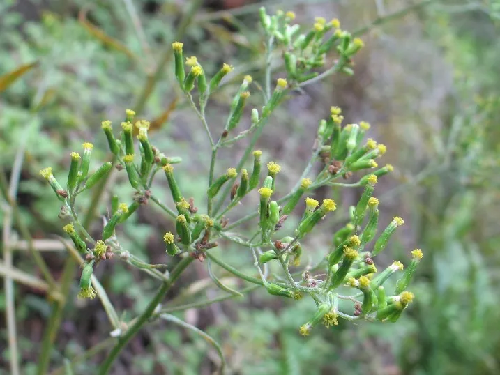 Coastal Burnweed — photo by Robert Steers/NPS