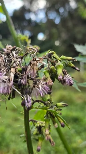 Tropical Burnweed