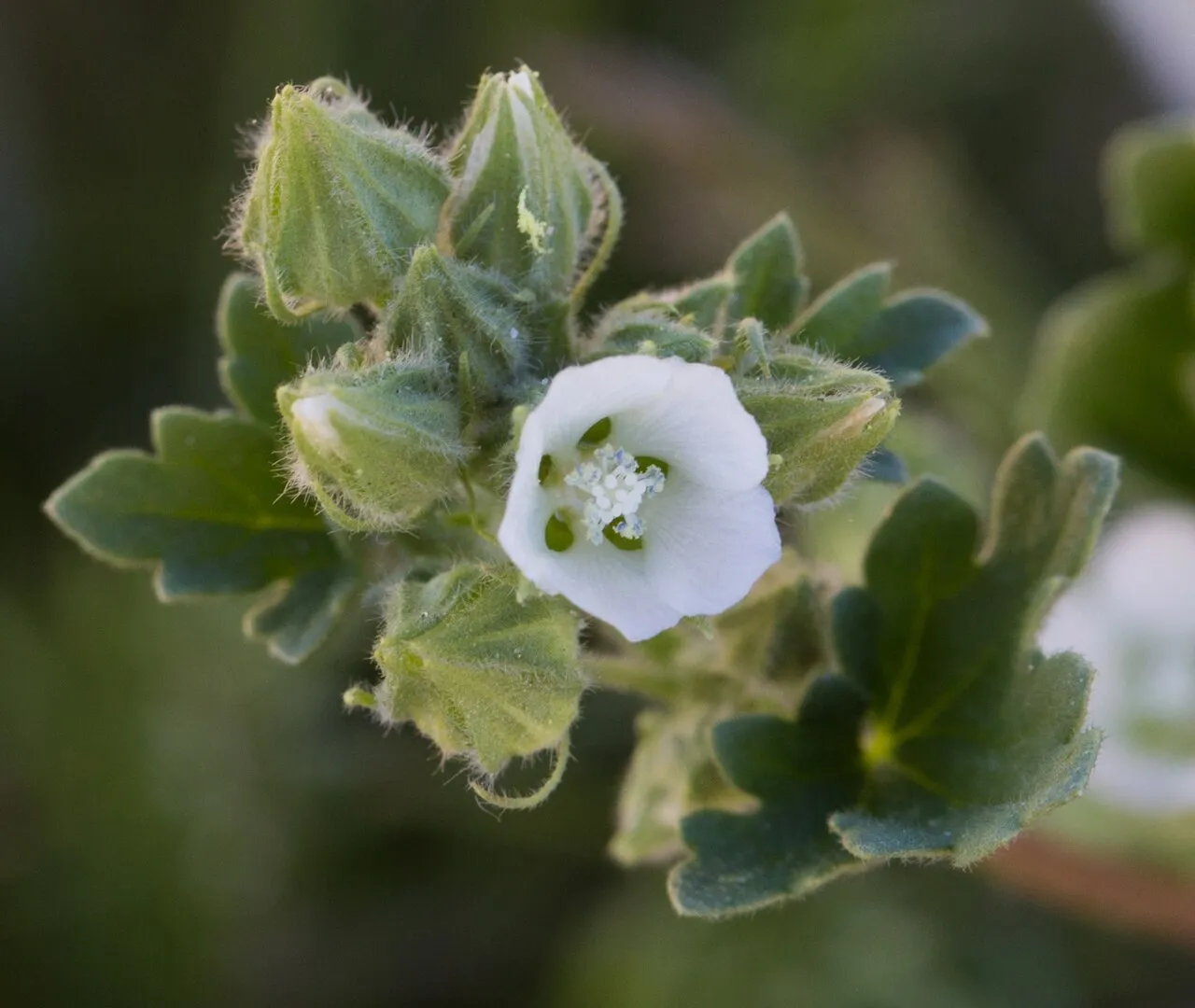 White Mallow — photo by (c) Ken-ichi Ueda, some rights reserved (CC BY)
