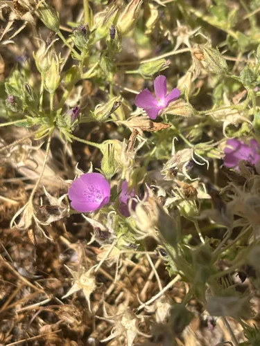 Parry's Mallow