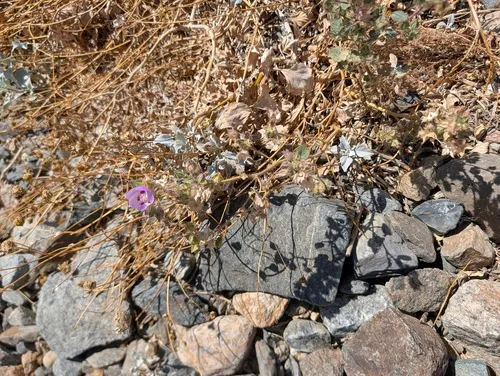 Desert Fivespot