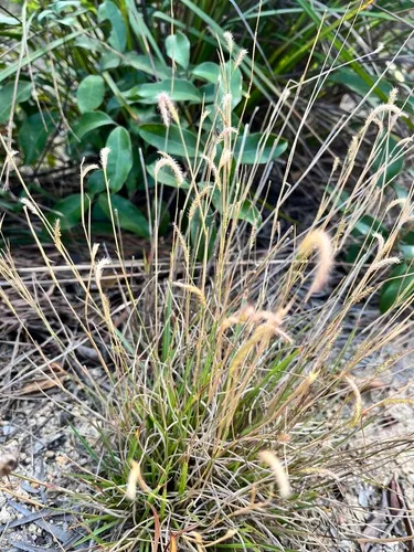 Fringed Centipede Grass — photo by hl00