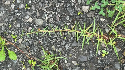 Centipede Grass