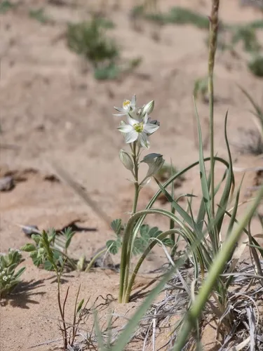 Lonely Lily — photo by Braydon Lake